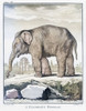 Female elephant.  After a late 18th century print from Barent de Bakker from a drawing by De Seve.  Later colorization. Poster Print by Ken Welsh (13 x 17)