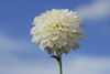 White zinnia flower against a blue sky.; Belmont, Massachusetts. Poster Print by Darlyne Murawski (17 x 11)