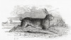 The Hare (Lepus timidus).  From Le Savant du Foyer ou Notions Scientifiques Sur Les Objets Usuels de la Vie, published 1864 Poster Print by Ken Welsh (19 x 11)