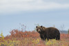 Grizzly Bear (Ursus Arctos) In Autumn Foliage Along The Dempster Highway; Yukon, Canada Poster Print by Robert Postma (19 x 12)