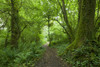 Path through Ebbor Wood in spring at the Ebbor Gorge National Nature Reserve in the Mendip Hills. Poster Print by Loop Images Ltd. (20 x 13)