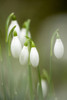 A close-up of Common Snowdrops in flower in an English woodland in winter. Poster Print by Loop Images Ltd. (13 x 20)