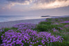 Thrift growing along the beach in spring at Selsey on the West Sussex coast. Poster Print by Loop Images Ltd. (20 x 13)