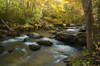 The Little River rushing through a forest in autumn hues.; Little River, Great Smoky Mountains National Park, Tennessee. Poster Print by Darlyne Murawski (17 x 11)