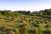 Anthills from the Yellow meadow ant at Dunster Park with Dunster Castle beyond on the edge of Exmoor National Park. Poster Print by Loop Images Ltd. (20 x 13)