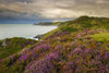 Heather on Morte Point with Bull Point beyond on the North Devon Heritage Coast. Poster Print by Loop Images Ltd. (20 x 13)