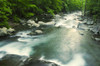 View of Big Creek with rushing water in spring.; Big Creek, Great Smoky Mountains National Park, North Carolina. Poster Print by Darlyne Murawski (17 x 11)