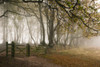 Trees in a misty autumn morning at Drove Road in the Quantock Hills. Poster Print by Loop Images Ltd. (20 x 13)