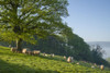 Sheep and lambs on a spring morning at Old Hill near Wrington. Poster Print by Loop Images Ltd. (20 x 13)