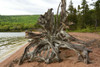 Large driftwood tree on the Warren Lake beach, in Cape Breton Highlands National Park.; Warren Lake Beach, Cape Breton Highlands National Park, Cape Breton, Nova Scotia, Canada. Poster Print by Darlyne Murawski (20 x 13)