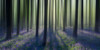 Dreamy bluebell woodland sunrise in spring. Poster Print by Loop Images Ltd. (22 x 11)