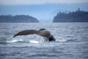 Humpback whale (Megaptera novaeangliae) fluke along the coast of Kachemak Bay while actively feeding; Homer, Alaska, United States of America Poster Print by Jim Lavrakas (19 x 12) Humpback whale (Megaptera novaeangliae) fluke along the coast of Kachemak Bay while actively feeding; Homer, Alaska, United States of America Poster Print by Jim Lavrakas (19 x 12)