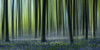 Dreamy bluebell woodland in spring. Poster Print by Loop Images Ltd. (21 x 10)