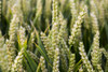 Ears of wheat growing in a field. Poster Print by Loop Images Ltd. (20 x 13)