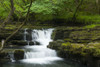 A waterfall on the Afon Pyrddin in the Brecon Beacons National Park. Poster Print by Loop Images Ltd. (20 x 13)