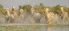 Camargue horses running through the water at sunset in the south of France. A fine example of the power in these amazing animals; Saintes-Maries-de-la-Mer, France Poster Print by Robert Postma (25 x 11)