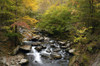 A high angle view of the Little River rushing through a forest in autumn hues.; Little River, Great Smoky Mountains National Park, Tennessee. Poster Print by Darlyne Murawski (17 x 11)