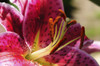 Close up of a stargazer lily, Lilium stargazer.; Lexington, Massachusetts. Poster Print by Darlyne Murawski (17 x 11)