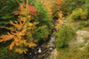 Scenic view of Duck Brook and surrounding trees in autumn.; Acadia National Park, Mount Desert Island, Maine. Poster Print by Darlyne Murawski (17 x 11)