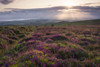 Bell heather at sunrise on Longstone Hill in the Quantock Hills Area of Outstanding Natural Beauty with the Bristol Channel beyond. Poster Print by Loop Images Ltd. (20 x 13)