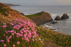 Pink thrift and yellow kidney vetch flowering on cliffs above Hartland Quay with Screda Point in the distance. Poster Print by Loop Images Ltd. (18 x 12)