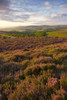 Heather on Porlock Common in the Exmoor National Park with Dunkery beacon beyond. Poster Print by Loop Images Ltd. (13 x 20)