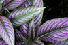 Close up of a Persian shield plant, Strobilanthes dyerianus.; Boylston, Massachusetts. Poster Print by Darlyne Murawski (17 x 11)