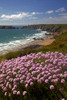 Thrift growing on the cliffs above Marloes Sands from the Pembrokeshire Coastal Path. Poster Print by Loop Images Ltd. (12 x 18)