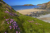 Thrift growing on the cliffs above Marloes Sands. Poster Print by Loop Images Ltd. (18 x 12)