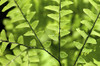 Close up of maidenhair fern fronds, Adiantum species, with dew drops.; Framingham, Massachusetts. Poster Print by Darlyne Murawski (17 x 11) Close up of maidenhair fern fronds, Adiantum species, with dew drops.; Framingham, Massachusetts. Poster Print by Darlyne Murawski (17 x 11)