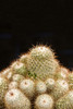 Cacti Mammillaria. Poster Print by Loop Images Ltd. (11 x 17)