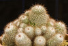 Cacti Mammillaria. Poster Print by Loop Images Ltd. (17 x 11)