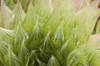 Close up of a desert succulent plant, Haworthia comptoniana.; Wellesley, Massachusetts. Poster Print by Darlyne Murawski (17 x 11)