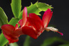 Close up of a Christmas cactus, Schlumbergera truncatus,  in bloom.; Lexington, Massachusetts. Poster Print by Darlyne Murawski (17 x 11)