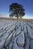 A solitary tree growing out of a limestone pavement on Malham Ings. Poster Print by Loop Images Ltd. (12 x 18)