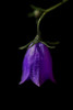 Purple Harebell blossom (Campanula rotundifolia); Digby, Nova Scotia, Canada Poster Print by Mark Jurkovic (12 x 18)
