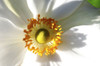 Close up of a white anemone flower.; Beverly, Massachusetts. Poster Print by Darlyne Murawski (17 x 11)