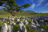 Ingleborough one of Yorkshire's famous three peaks seen from the limestone pavement of Southerscales Nature Reserve. Poster Print by Loop Images Ltd. (18 x 12)