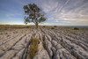 A tree growing out of limestone pavement. Poster Print by Loop Images Ltd. (20 x 13)