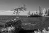 Infrared of trees lining the shores of Lake Superior; Thunder Bay, Ontario, Canada Poster Print by Susan Dykstra (18 x 12) Infrared of trees lining the shores of Lake Superior; Thunder Bay, Ontario, Canada Poster Print by Susan Dykstra (18 x 12)