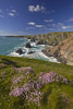Thrift covered cliff tops above Bedruthan Steps near Carnewas on the north Cornish coast. Poster Print by Loop Images Ltd. (12 x 18)