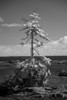 Infrared of a tree growing from a rock along Lake Superior; Thunder Bay, Ontario, Canada Poster Print by Susan Dykstra (12 x 18) Infrared of a tree growing from a rock along Lake Superior; Thunder Bay, Ontario, Canada Poster Print by Susan Dykstra (12 x 18)