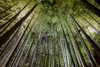 Bamboo forest in Kyoto at night. Poster Print by Loop Images Ltd. (20 x 13)