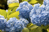Mophead hydrangea flowers and leaves, Hydrangea macrophylla.; Brewster, Cape Cod, Massachusetts. Poster Print by Darlyne Murawski (17 x 11)