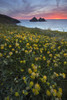 Gull Rocks and Kidney Vetch at sunset above Holywell Bay on the north Cornish coast. Poster Print by Loop Images Ltd. (12 x 18)