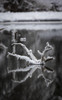 Snow-covered dead wood with mirror image reflection in water; Eagle River, Alaska, United States of America Poster Print by Alex Rearick (11 x 18)