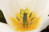 Close up of a large white and yellow tulip flower in springtime.; Boylston, Massachusetts. Poster Print by Darlyne Murawski (17 x 11)