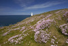 The lighthouse and thrift covered cliff tops at Trevose Head on the north Cornwall coast. Poster Print by Loop Images Ltd. (18 x 12)