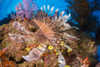 Llionfish (Pterois volitans) and alcyonarian soft coral; Fiji Poster Print by Dave Fleetham (20 x 13)