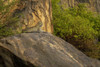 Leopard (Panthera pardus) lies on rocky outcrop looking ahead; Kenya Poster Print by Nick Dale (18 x 12)